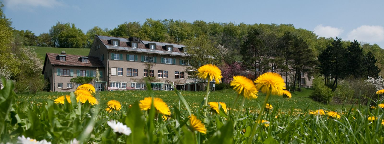 Aussicht auf den herzberg mit Blumenwiese