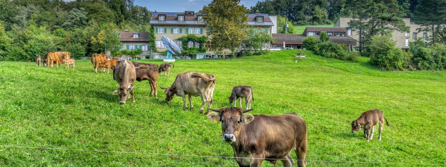 Kühe vor dem Herzberg